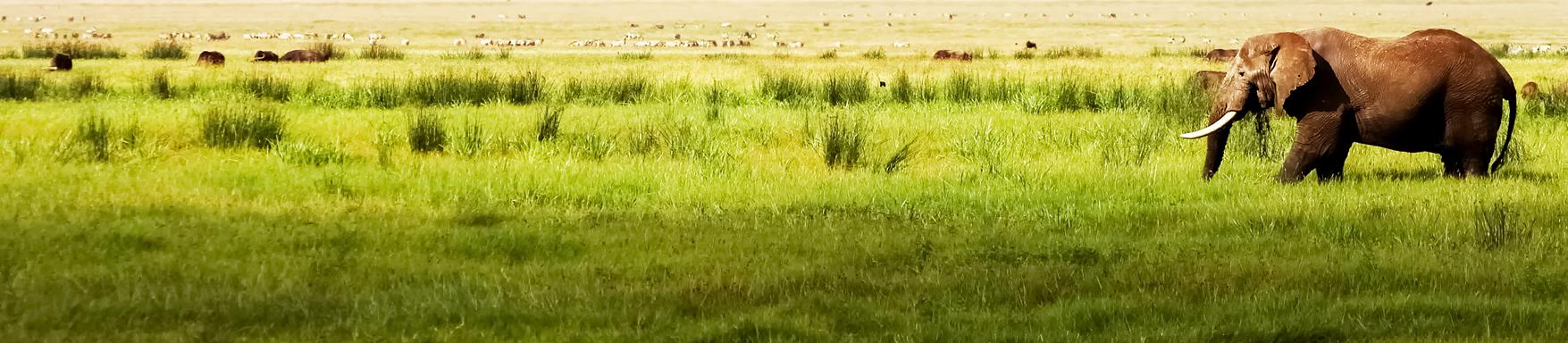 Battery solutions for animal tracking - AWT use case Battery solutions for animal tracking - AWT use case